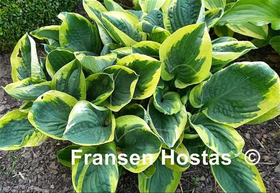 Hosta Foxfire Night Skye